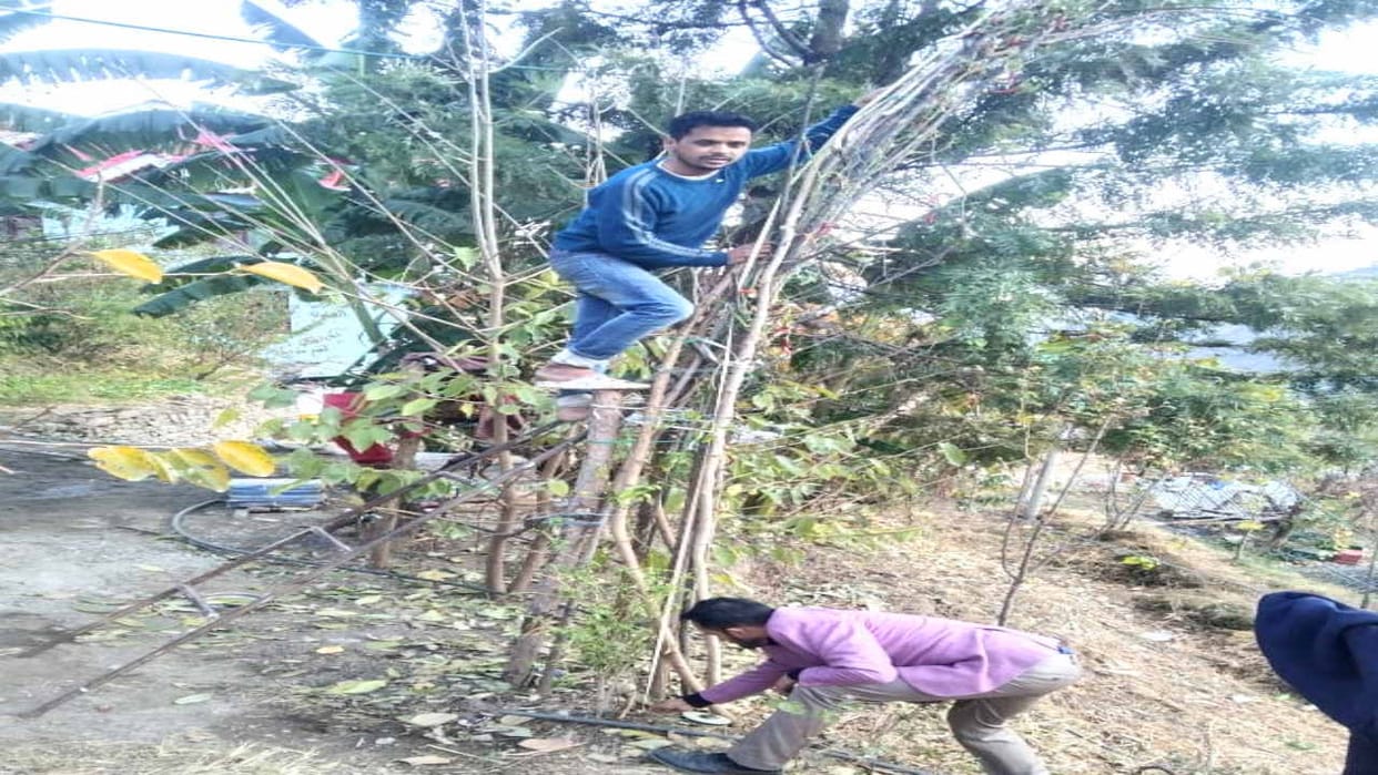 Chopal Vishal grew 14 feet high chilli plant, agriculture officer sent the seeds for testing