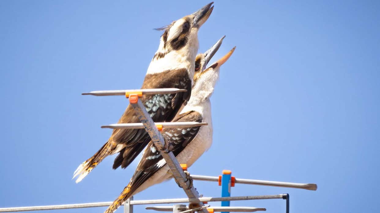 Laughing Kookaburra Bird Australian bird of the year 2023 know details in hindi