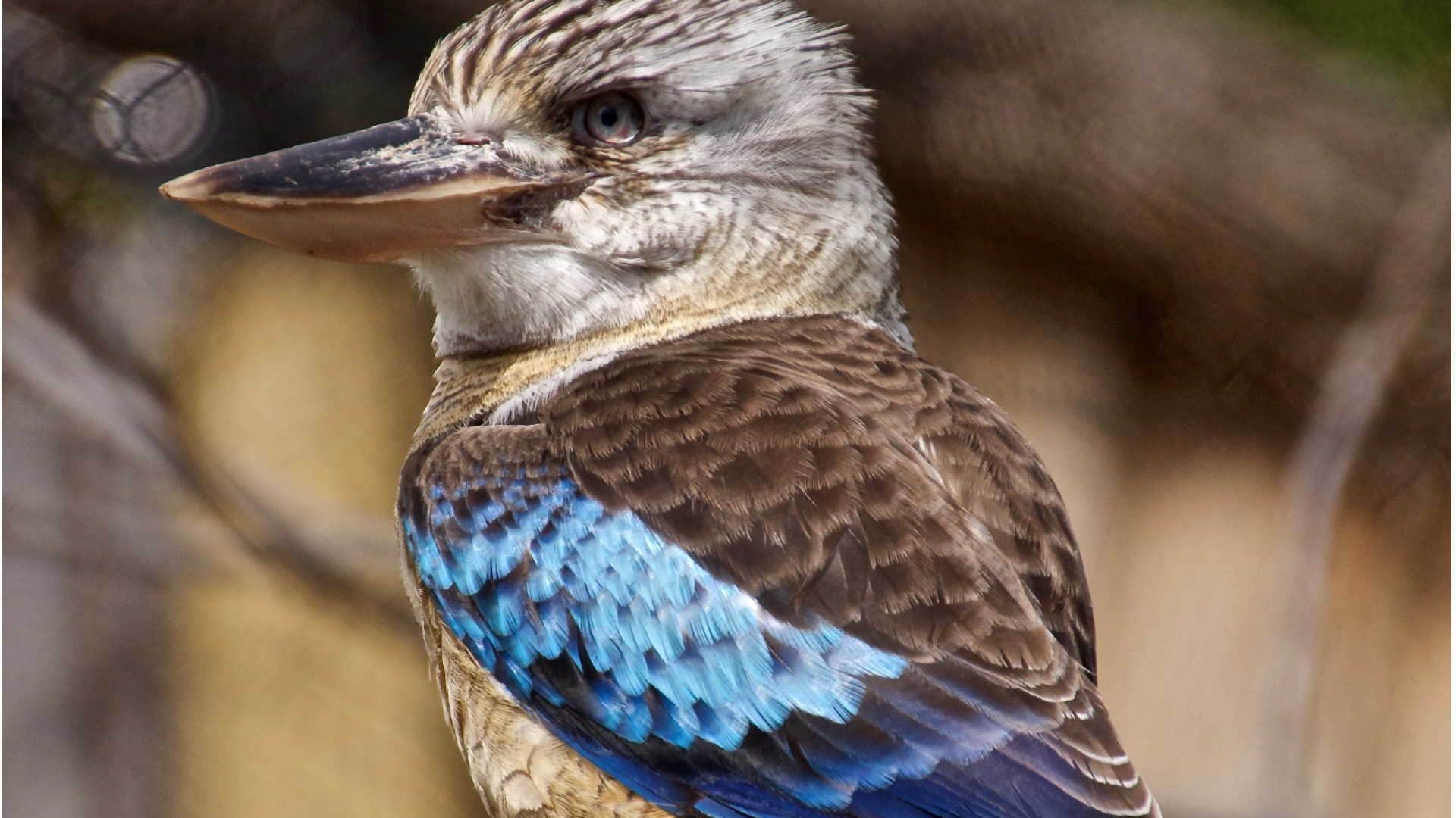 Laughing Kookaburra Bird Australian bird of the year 2023 know details in hindi