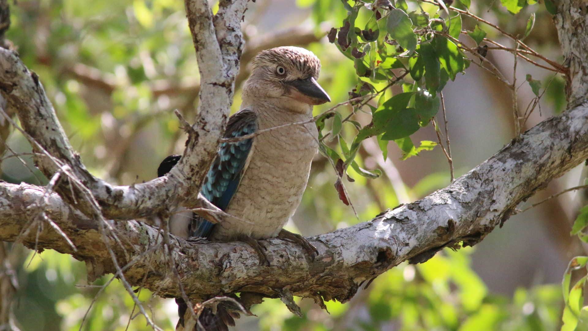 Laughing Kookaburra Bird Australian bird of the year 2023 know details in hindi