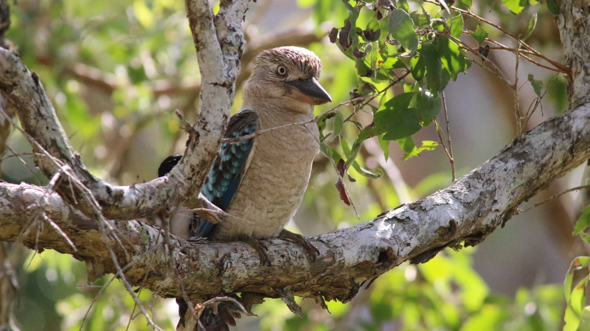 Laughing Kookaburra Bird Australian bird of the year 2023 know details in hindi