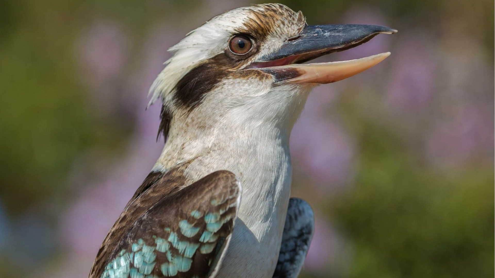 Laughing Kookaburra Bird Australian bird of the year 2023 know details in hindi
