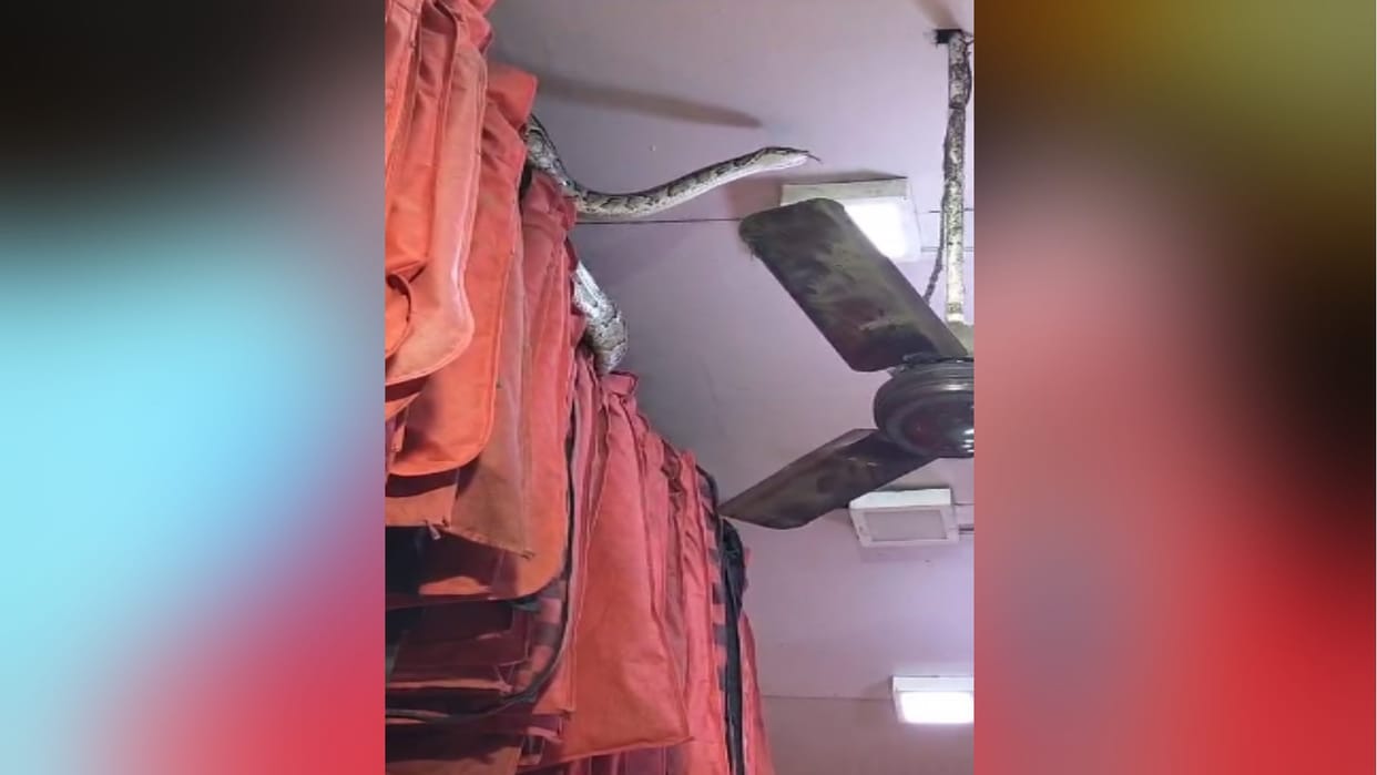 UP: 14 feet long python snake found in a shop in Lalkurti market in Meerut