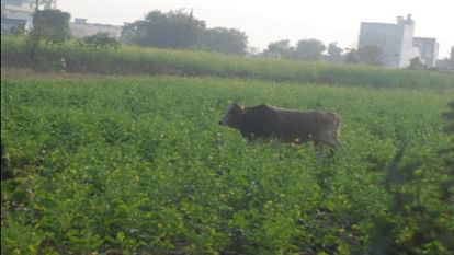 stray cattle picked up young man and threw him resulting in his death In Agra