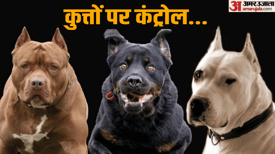 Instructions for taking decisions on banning licenses of dangerous dog breeds