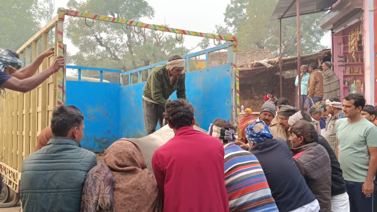 Rajasthan News: Cow smugglers left the cattle in pickup, sent the injured cows to the cowshed for treatment