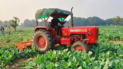 UP: Cauliflower is being sold at two rupees per kg market, farmers are driving tractors on standing crops