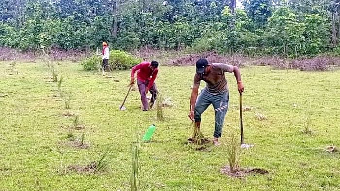 Bijnor: Grassland is being prepared in the forest of Amangarh on the lines of Corbett Park.