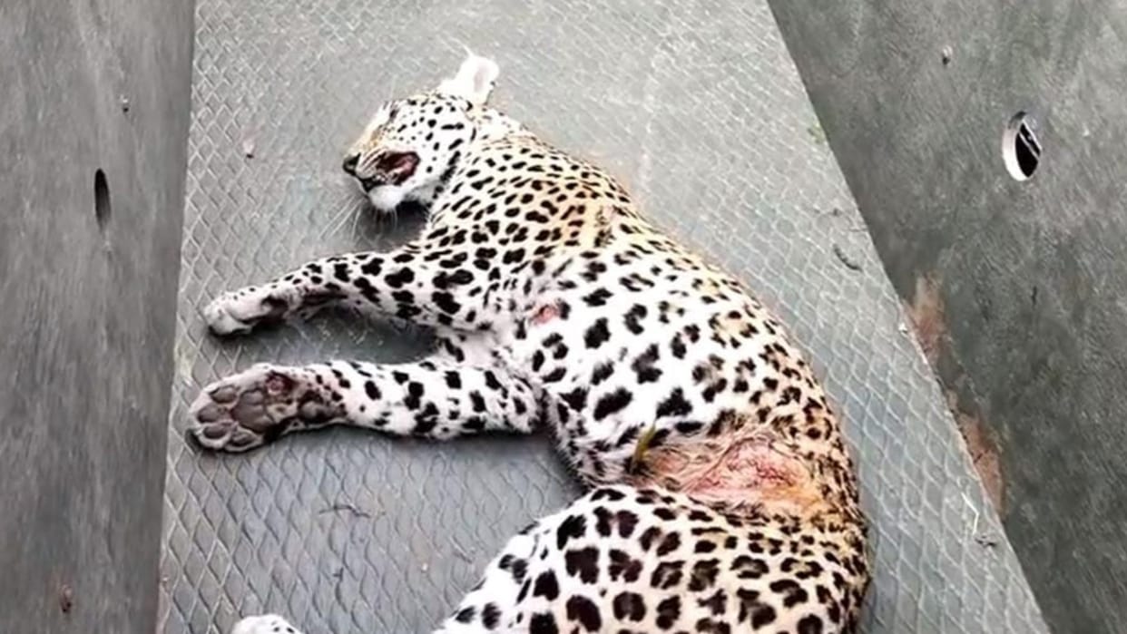 The forest department team saved the leopard trapped in the trap.