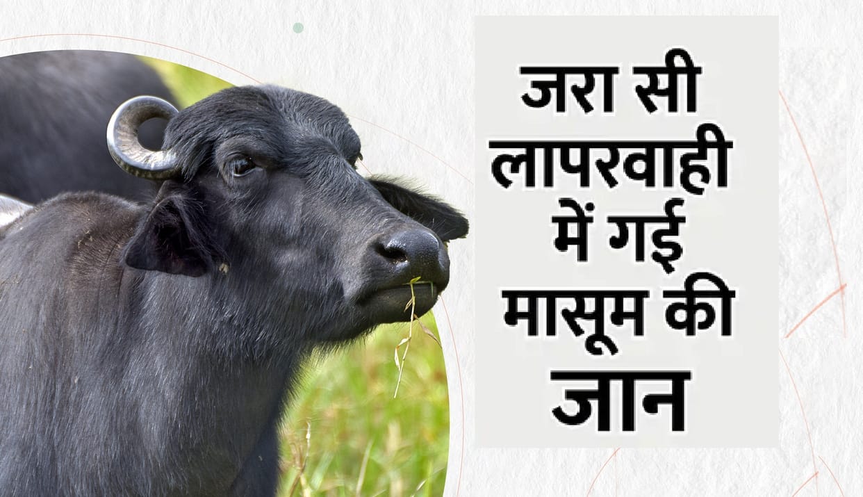 Buffalo dung on the innocent child,death due to suffocation, mother was working after lying in the swing