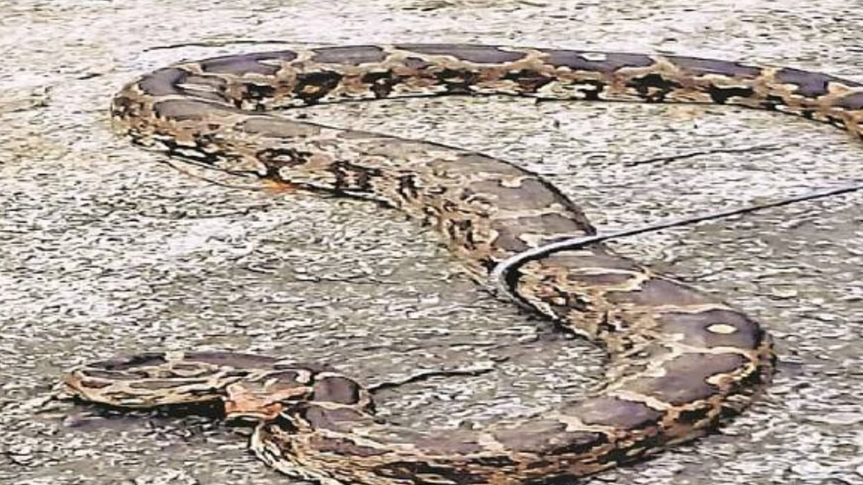 Goat herder saw a pair of pythons in the field