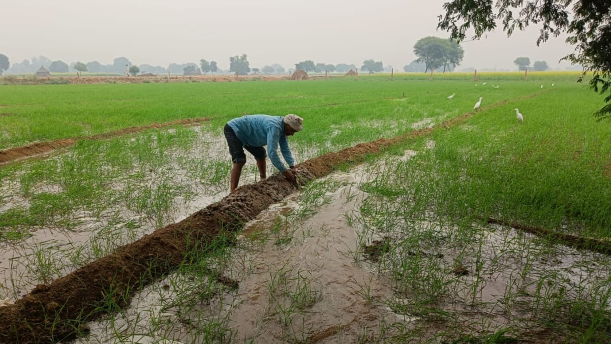 Rajsthan News: Farmers get relief from Mawath, weather patterns still in turmoil
