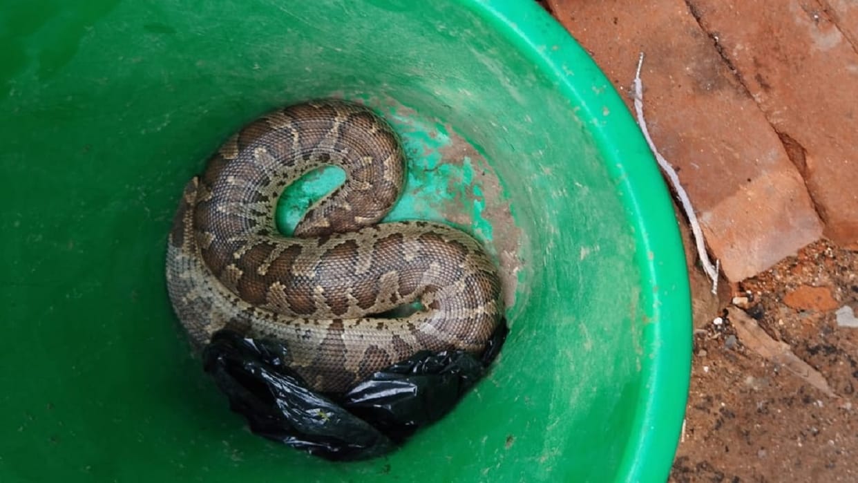 Python found among files of Ghazipur District Court