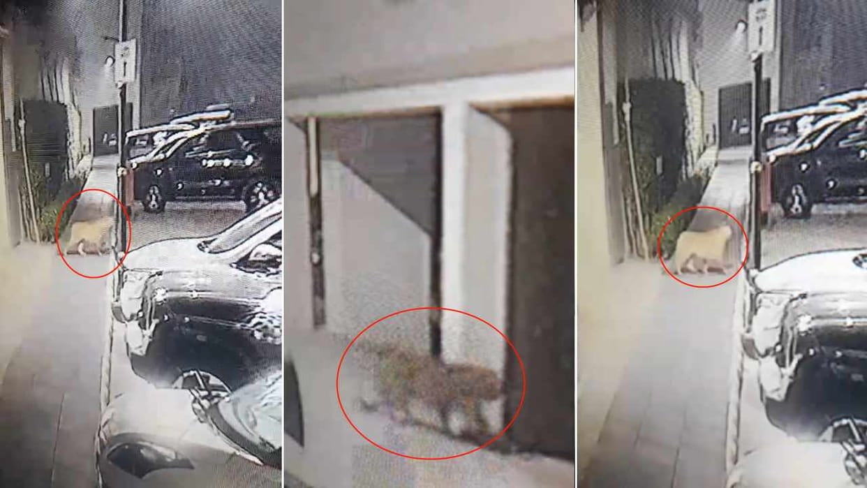 Leopard seen in Ludhiana police and forest department team engaged in search