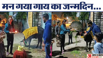 MP News People celebrated the birthday of this special cow by cutting cake in Shajapur