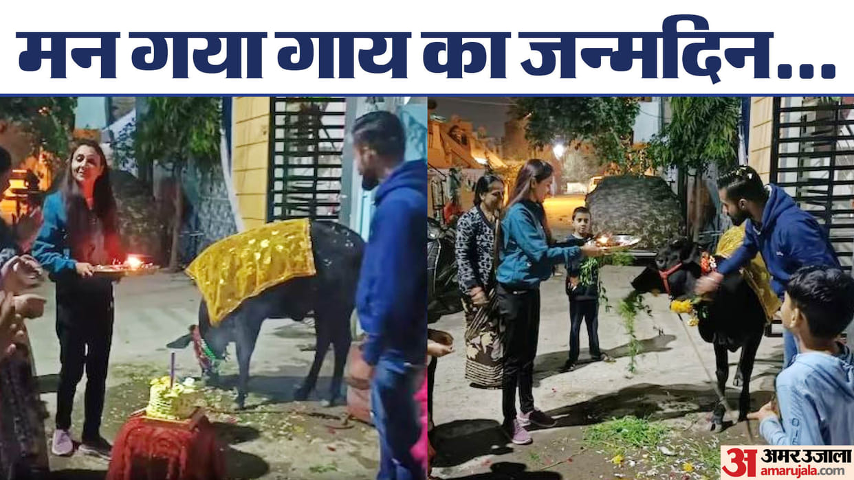 MP News People celebrated the birthday of this special cow by cutting cake in Shajapur