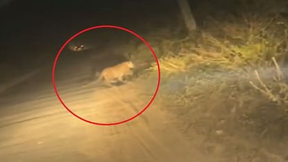 Amroha: Panic due to leopard in Gajraula's Kherki, villagers stopped going to the fields