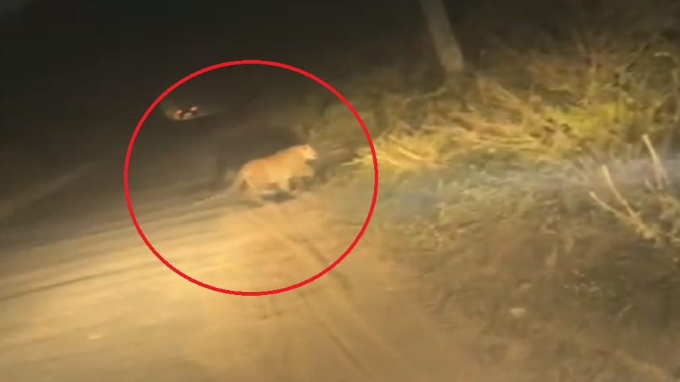 Amroha: Leopard seen again in the forest of Kamalpuri, youth in car made video