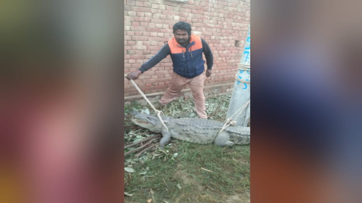 Bijnor: A crocodile entered in house and panic spread among villagers