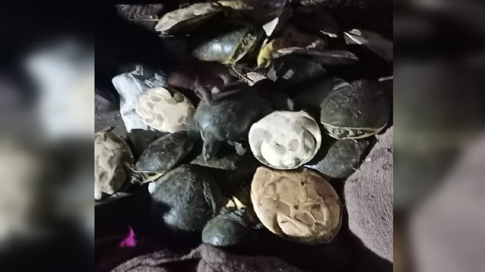 Turtle smuggling busted in Prayagraj