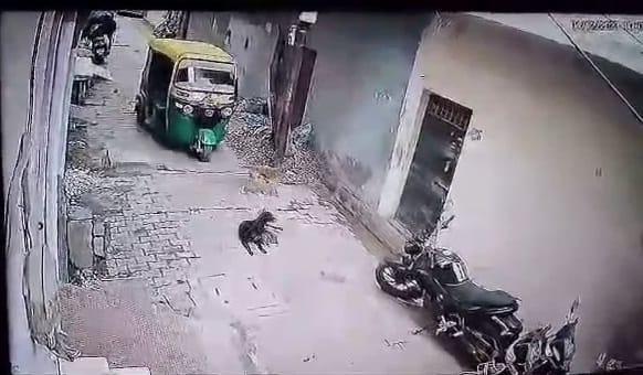 Auto driver brutally tramples dogs children in Kanpur, mother keeps watching helplessly