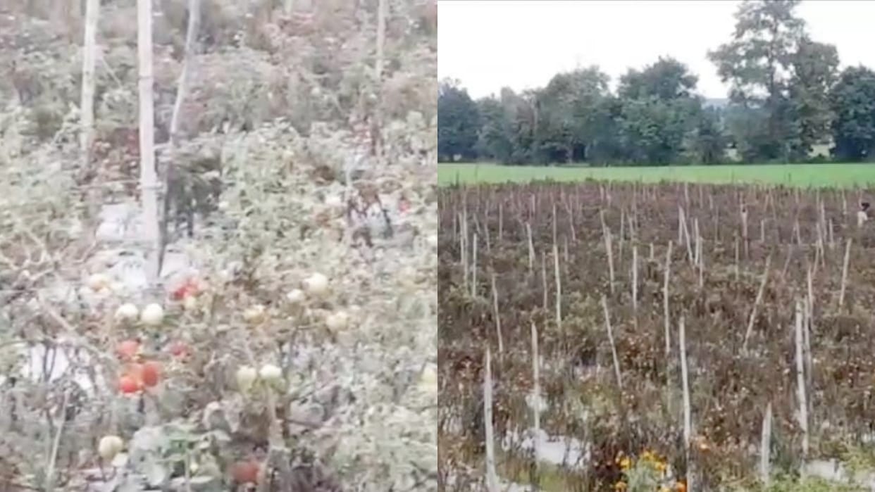 Sagar News Blight disease in tomato crop agriculture officer is conducting survey