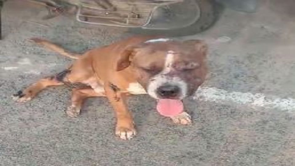 Pitbull attacks son of retired inspector in Meerut