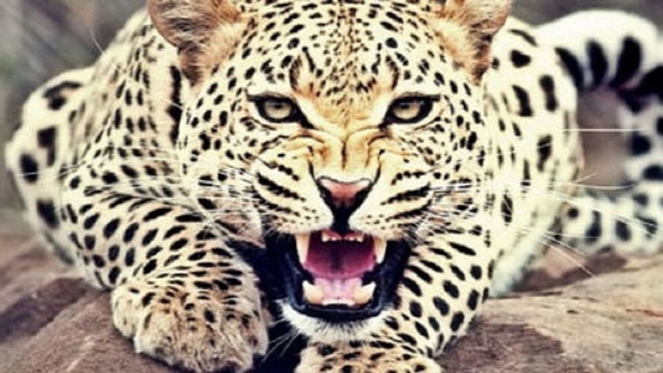 Nainital News: Leopard ran after cattle in nainital uttarakhand