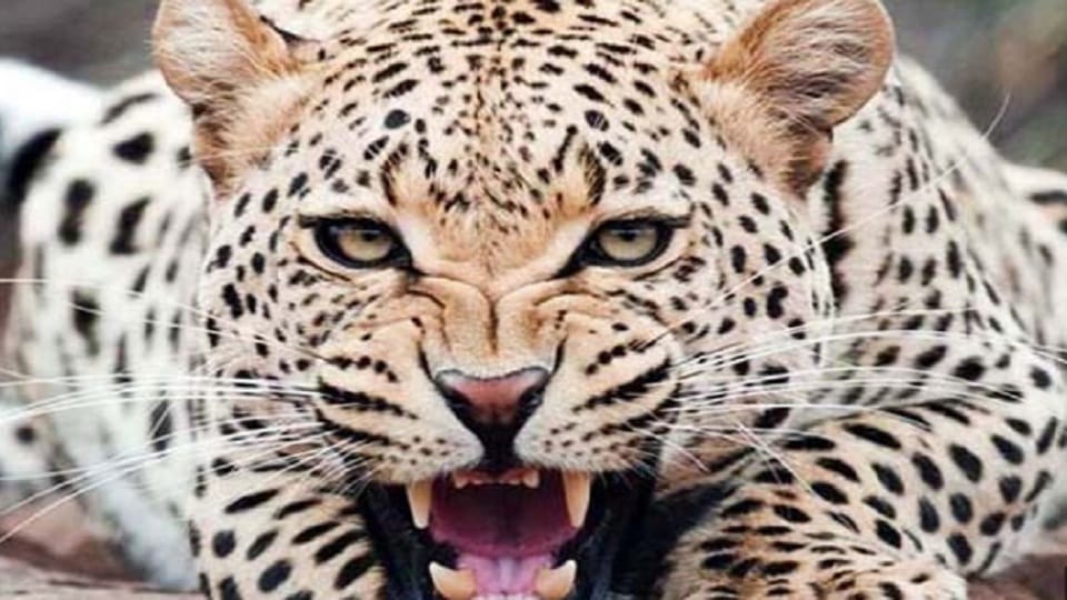 Schools will remain closed today due to leopard scare in ramnagar