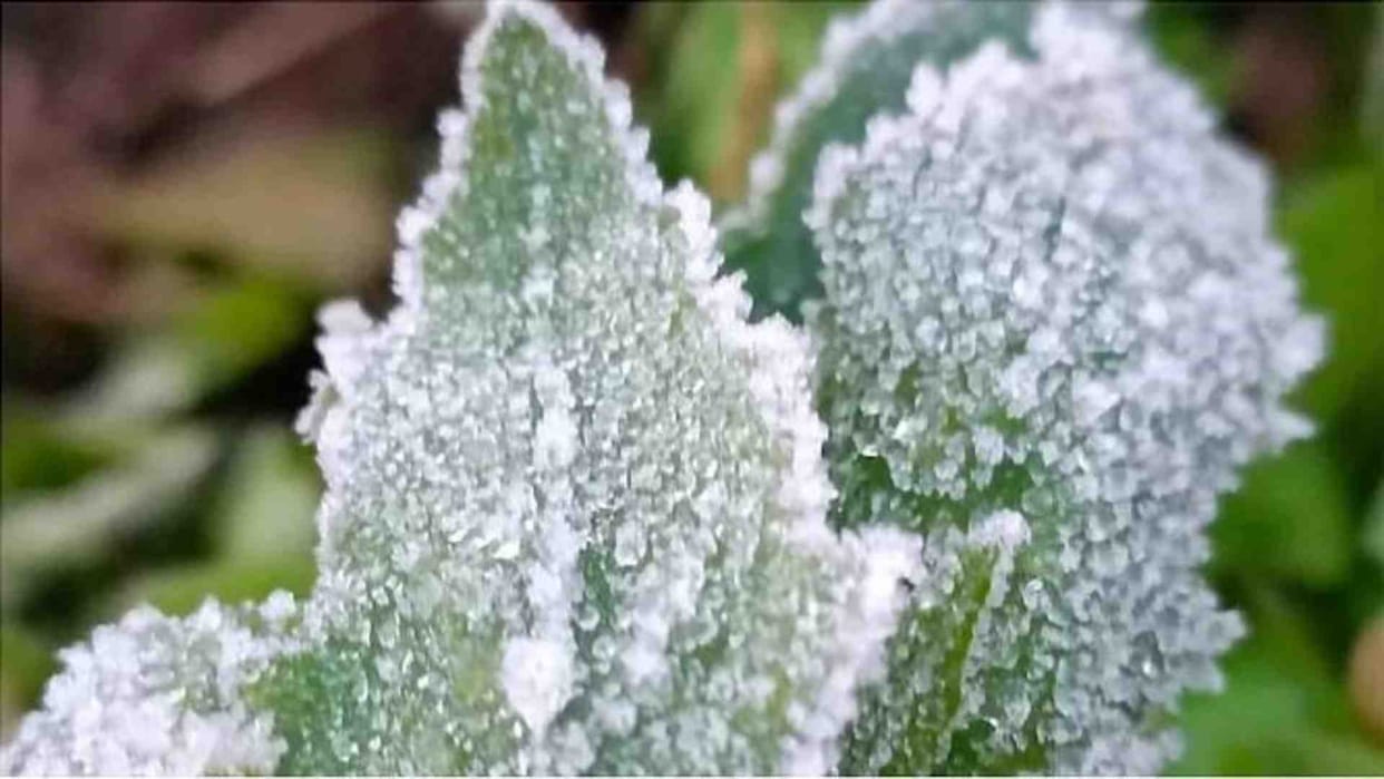 Minimum temperature reached 14 degrees in Chhindwara
