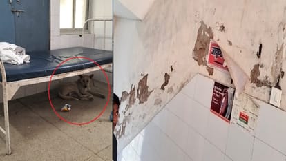 स्वास्थ्य केंद्रों का हाल बेहाल: दीवारों में सीलन और टूट रहा प्लास्टर, फटे बेड पर मरीज व नीचे सो रहा कुत्ता The condition of health centers is bad: dampness in the walls, plaster breaking and patients sleeping on torn