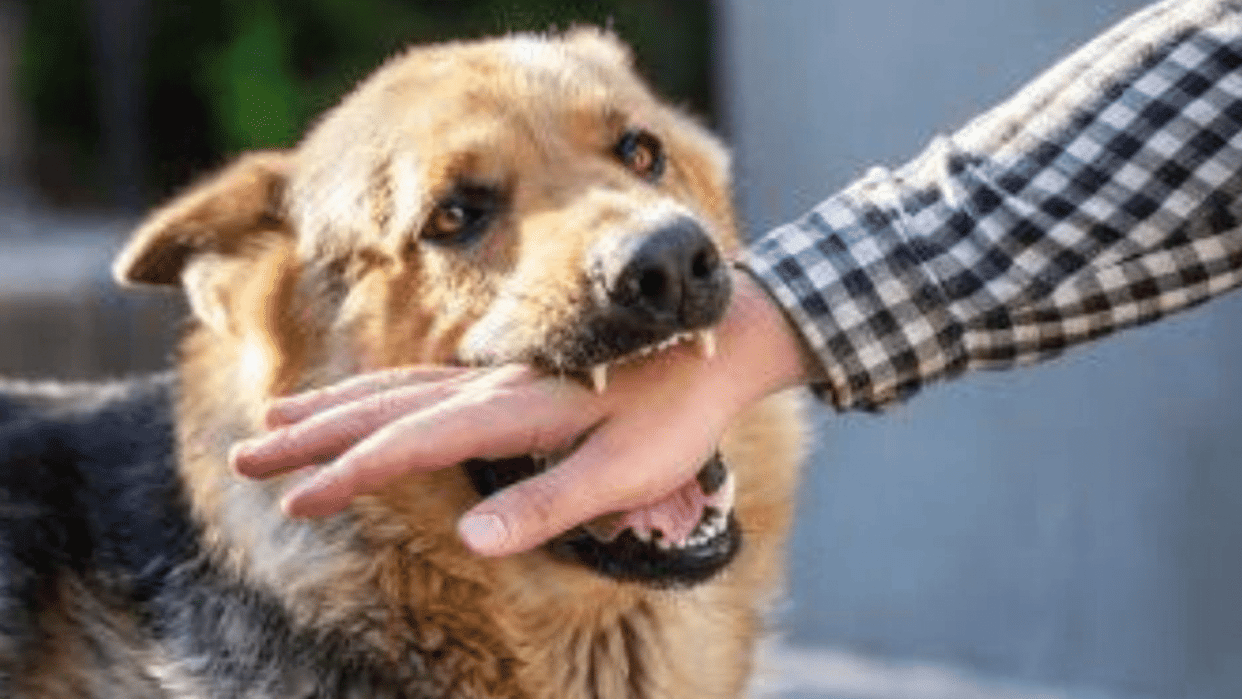 The terror of stray dogs is increasing in the city in Ujjain.