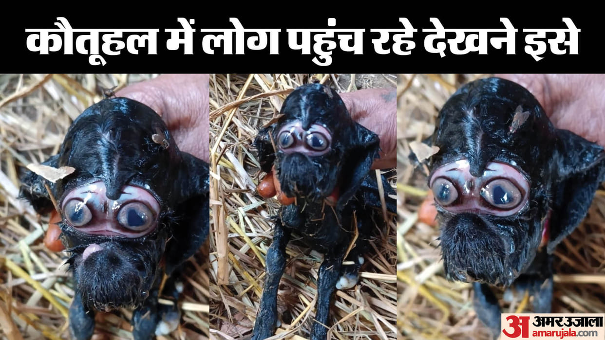 sunday good morning news from bihar unique goat birth in bettiah, amazing face of goat Startled feature