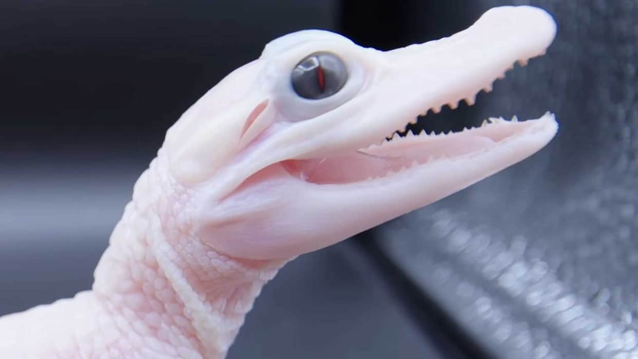 rare white alligator born at Florida park female leucistic alligator is one of the only eight in world