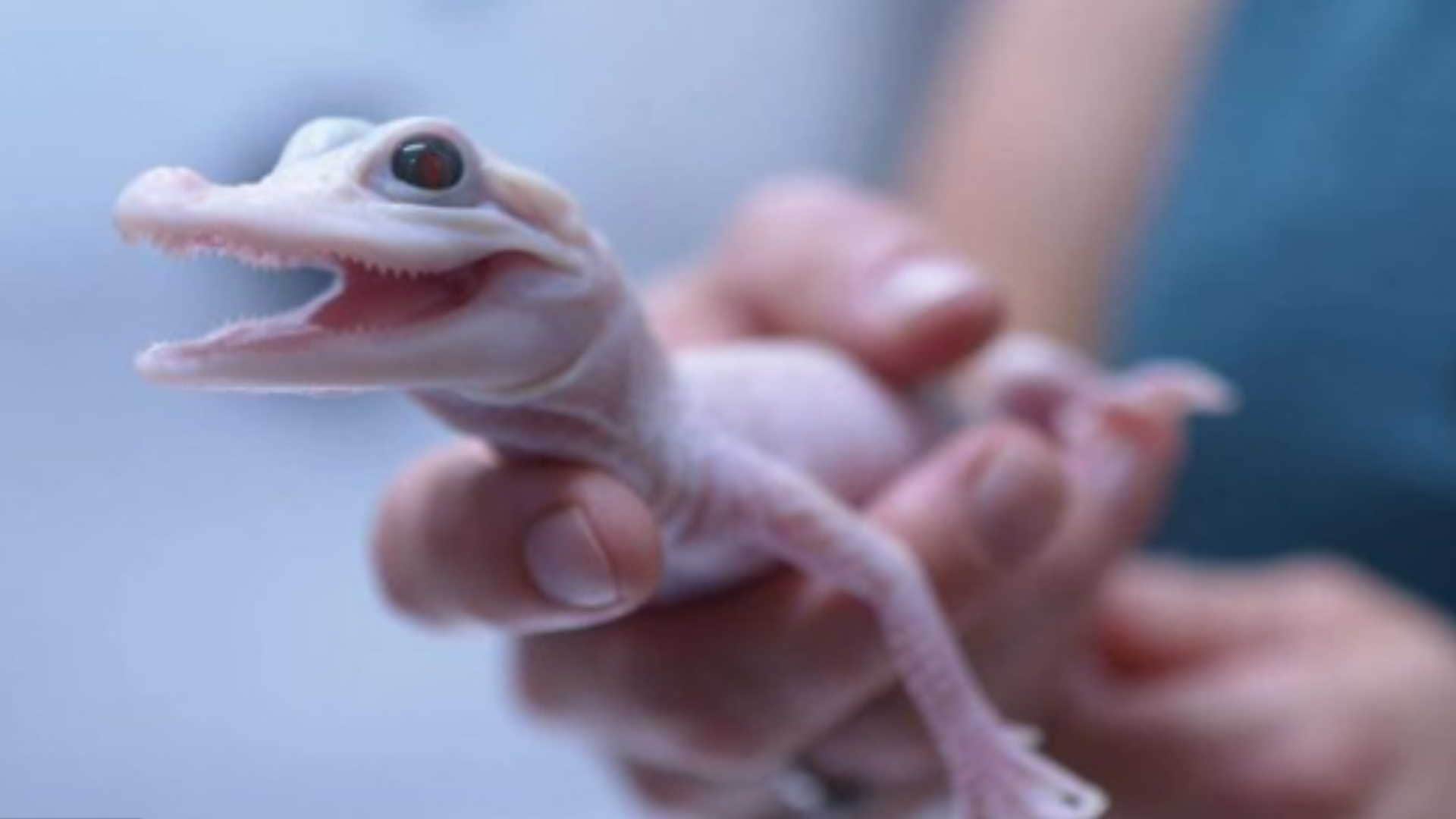 rare white alligator born at Florida park female leucistic alligator is one of the only eight in world