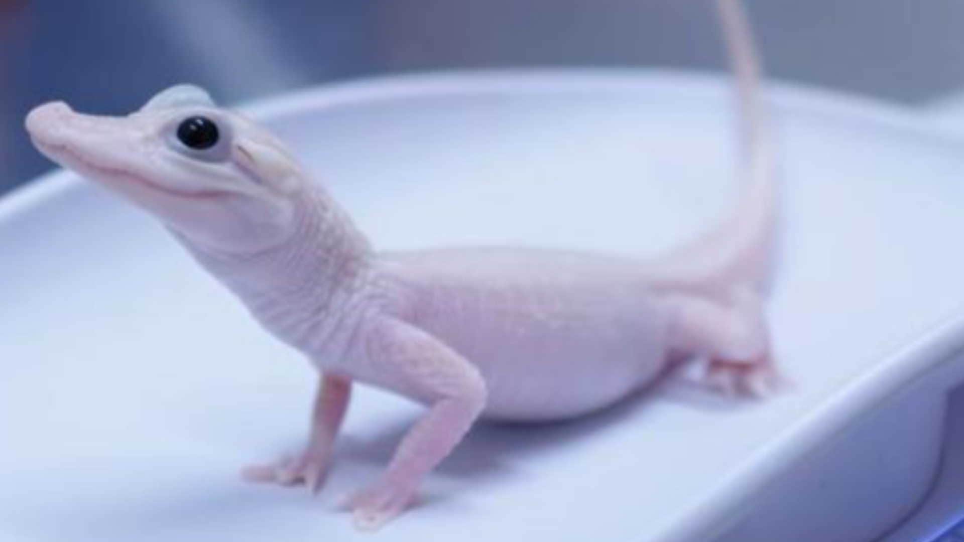 rare white alligator born at Florida park female leucistic alligator is one of the only eight in world