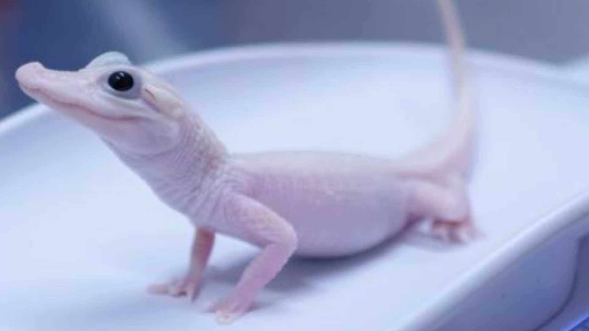 rare white alligator born at Florida park female leucistic alligator is one of the only eight in world