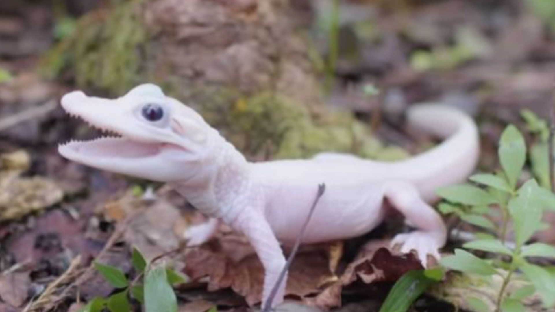 rare white alligator born at Florida park female leucistic alligator is one of the only eight in world