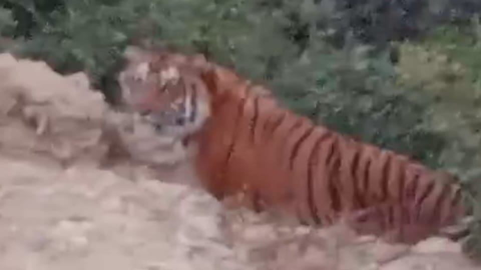 Uttarakhand Almora News Tiger seen for first time at a height of six thousand feet in minus two degree tempera