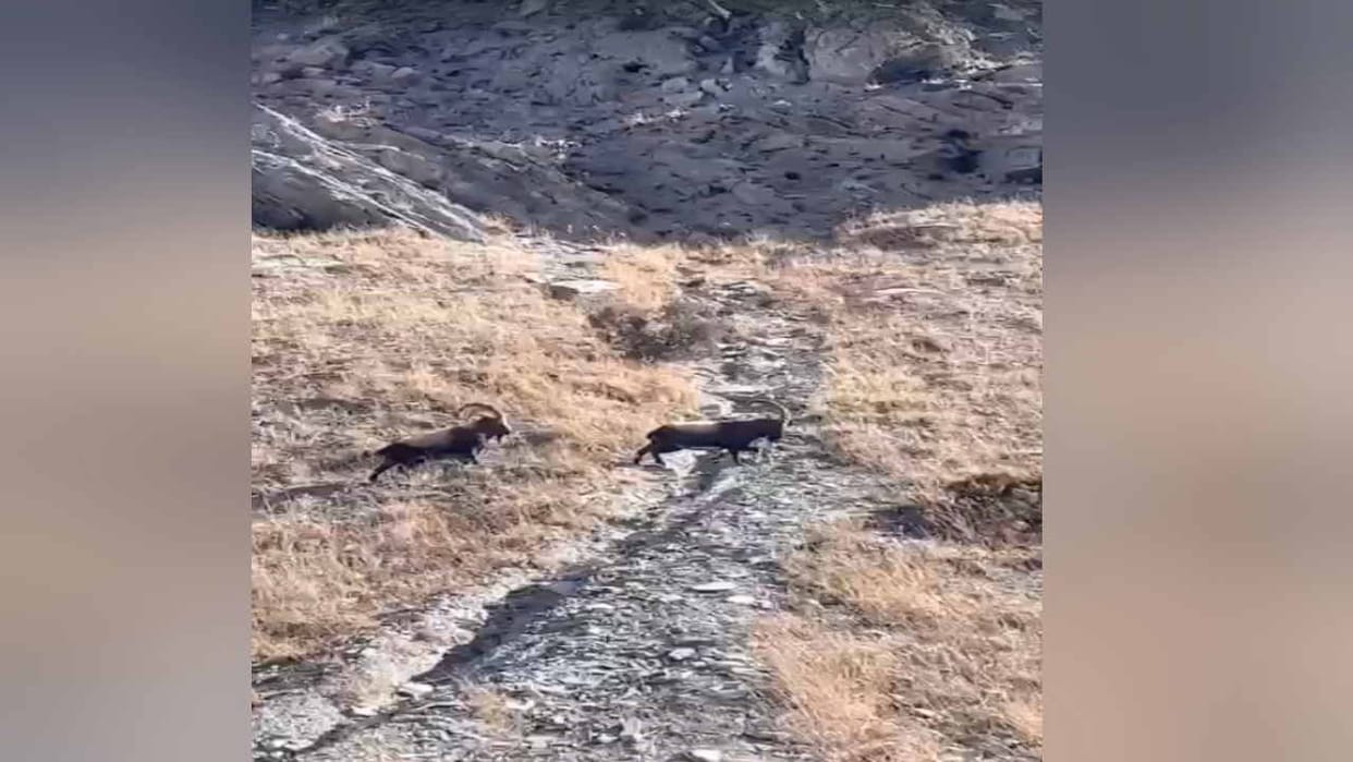 Mountains frozen in Lahaul, Himalayan ibex reaching residential areas in search of water