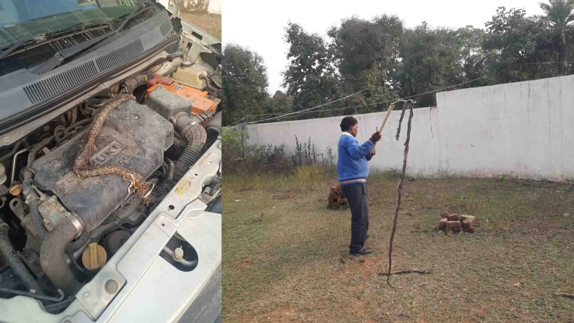 कार के बोनट से निकला सांप।