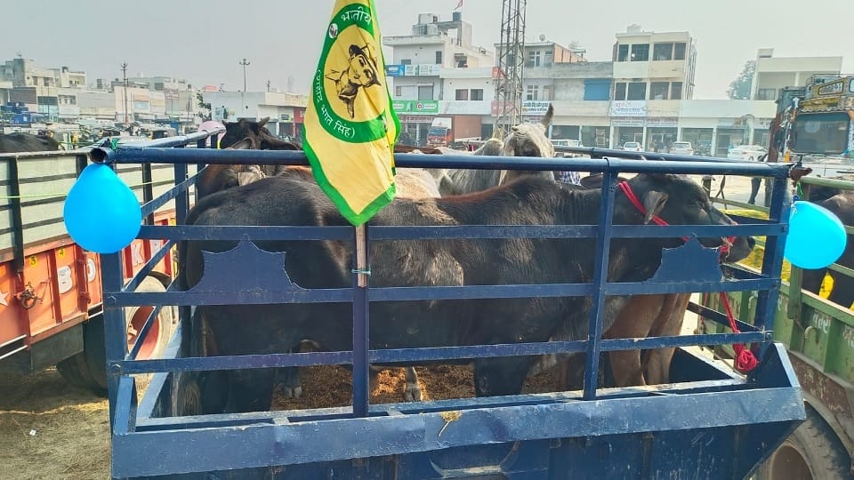 protest of farmers, They brought trolley full of animals decorated with balloons, left new grain market ambala