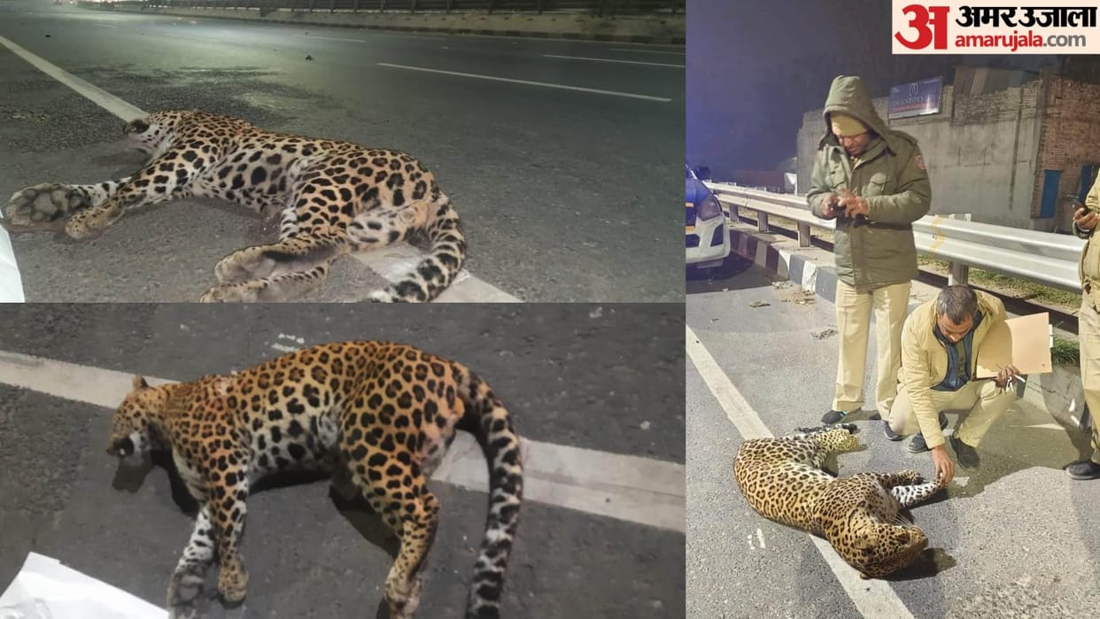 Dead body of a leopard is lying on NH44 near Khatushyam Mandir In Delhi