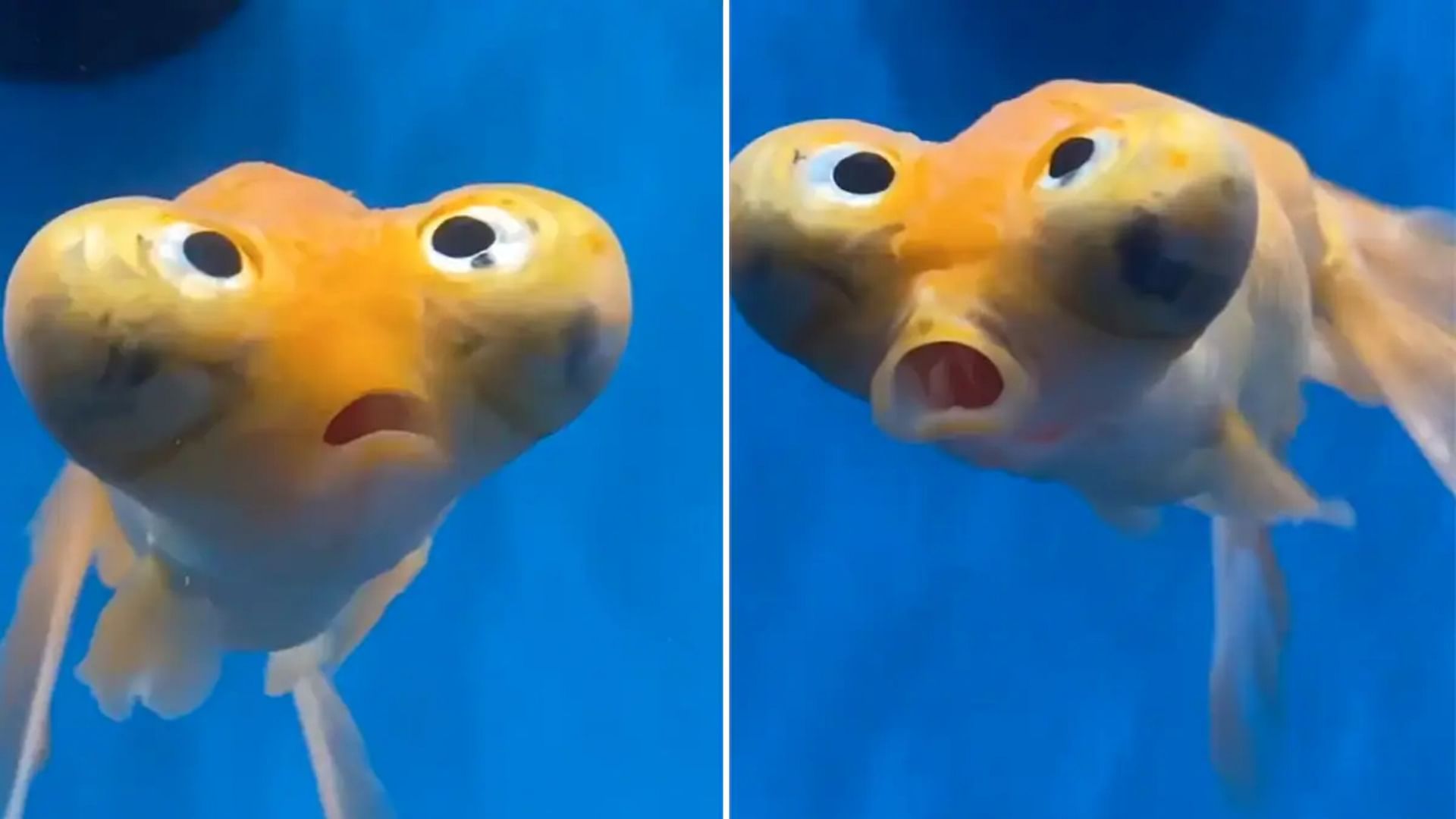 Mysterious Fish Video Weird Yellow Fish Is Going Viral On Social