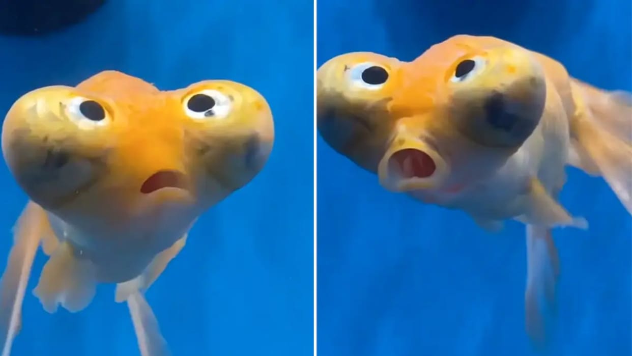 mysterious fish video weird yellow fish is going viral on social media
