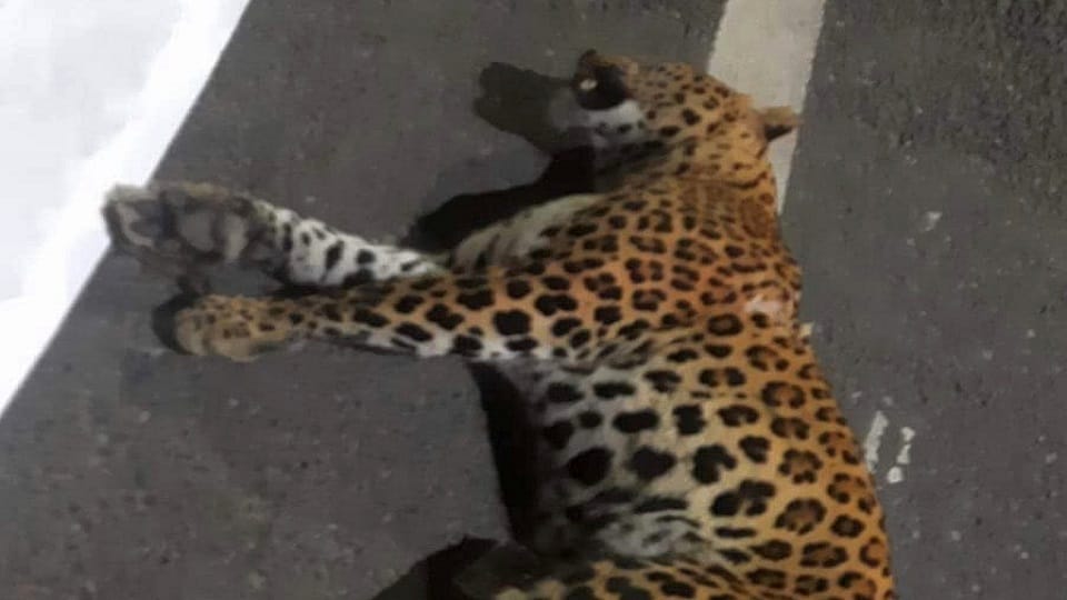 Leopard killed after being hit by unknown vehicle on GT Karnal Highway