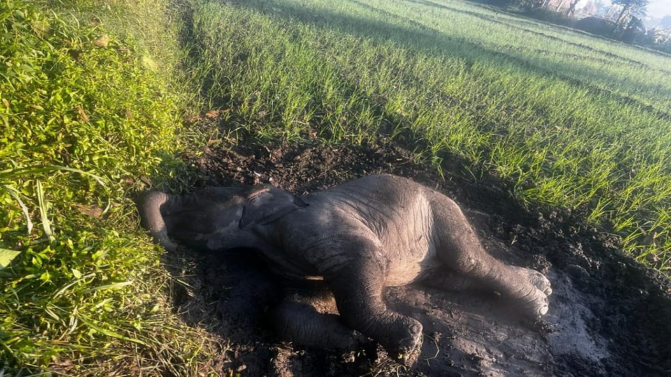 Female elephant died after being hit by a train in lalkuan, haldwani