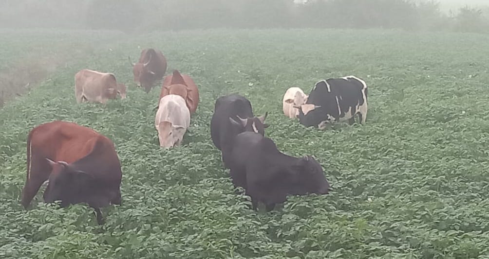 In many villages of Farrukhabad stray cows grazed the wheat crop, BDO said campaign will be run again