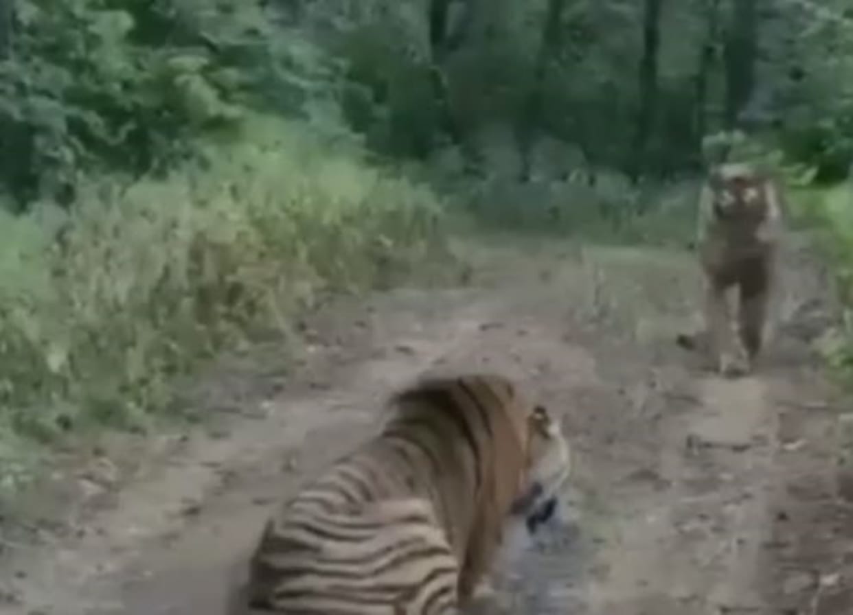 Tiger Fight: Fierce conflict between tigers in Ranthambore National Park, war broke out over territory