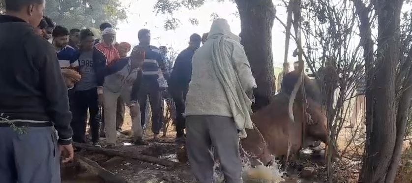 Two bulls fell into a well while fighting